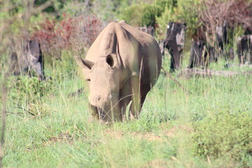 Obraz premium Photos taken in Pilanesberg national park, South Africa