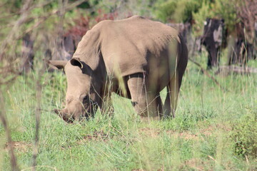 Obraz premium Photos taken in Pilanesberg national park, South Africa