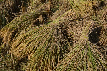 Rice in Paddy Field. Rice View