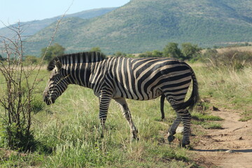  Photos taken in Pilanesberg national park, South Africa