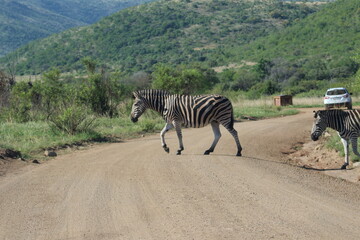 Photos taken in Pilanesberg national park, South Africa