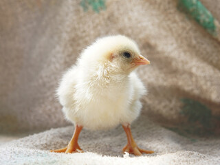 Yellow newborn chick 