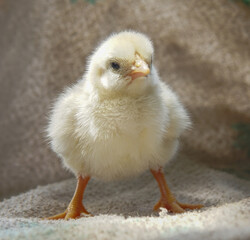 Yellow newborn chick 