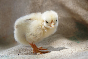 Yellow newborn chick 
