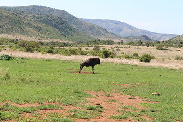  Photos taken in Pilanesberg national park, South Africa