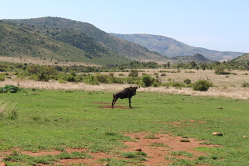  Photos taken in Pilanesberg national park, South Africa