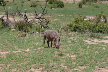 Photos taken in Pilanesberg national park, South Africa.