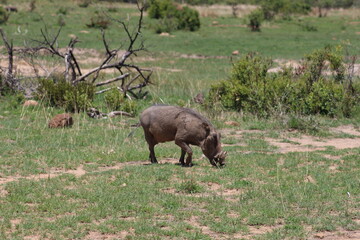 Fototapeta na wymiar Photos taken in Pilanesberg national park, South Africa.