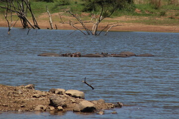 Photos taken in Pilanesberg national park, South Africa.
