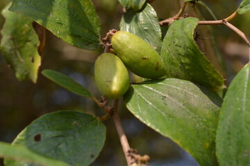 Paddy Field after cutting rice