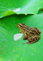 トノサマガエル