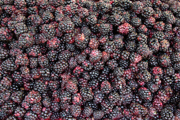 pile of blackberries