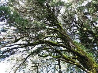Trees in the forest, overgrown with a lot of moss because of the low temperature humidity