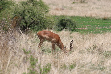 Photos taken in Pilanesberg national park, South Africa.