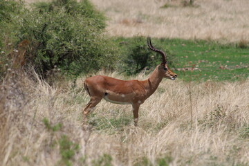 Photos taken in Pilanesberg national park, South Africa.
