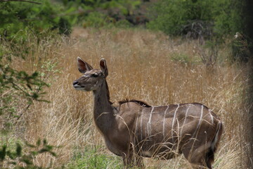 Photos taken in Pilanesberg national park, South Africa.