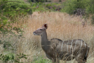 Photos taken in Pilanesberg national park, South Africa.