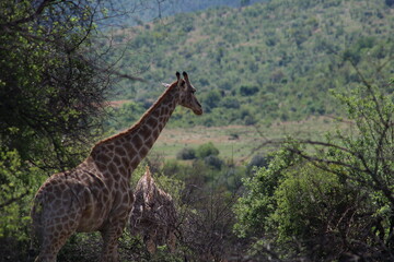 Photos taken in Pilanesberg national park, South Africa