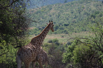 Photos taken in Pilanesberg national park, South Africa