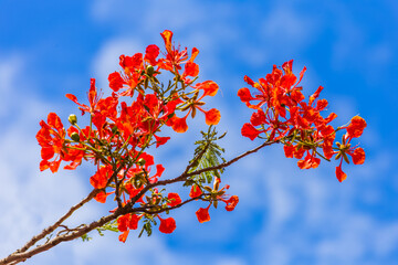 Bouquet de flamboyant sur fond de ciel bleu 