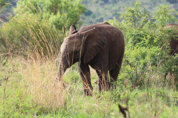 Photos taken in Pilanesberg national park, South Africa