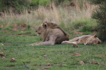 Photos taken in Pilanesberg national park, South Africa