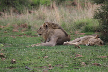 Fototapeta premium Photos taken in Pilanesberg national park, South Africa