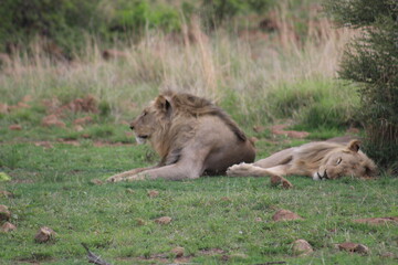 Photos taken in Pilanesberg national park, South Africa