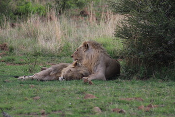 Photos taken in Pilanesberg national park, South Africa