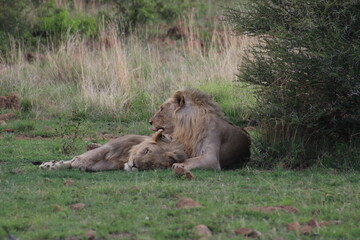 Photos taken in Pilanesberg national park, South Africa