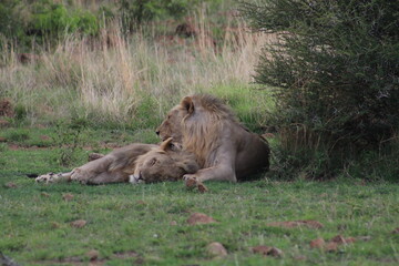 Photos taken in Pilanesberg national park, South Africa