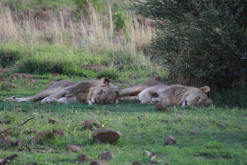 Photos taken in Pilanesberg national park, South Africa