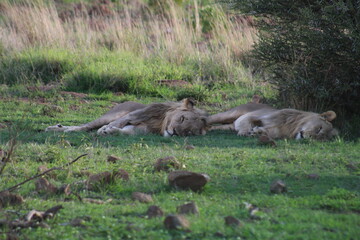 Photos taken in Pilanesberg national park, South Africa