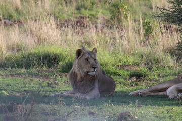 Photos taken in Pilanesberg national park, South Africa
