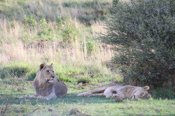 Photos taken in Pilanesberg national park, South Africa