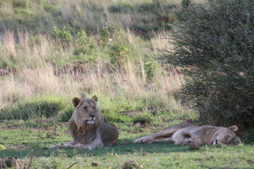 Photos taken in Pilanesberg national park, South Africa