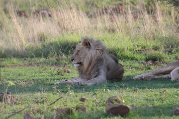 Photos taken in Pilanesberg national park, South Africa