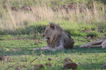 Photos taken in Pilanesberg national park, South Africa