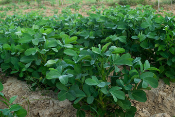 Peanuts grow from the ground with lush foliage.