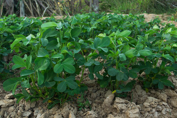 Peanuts grow from the ground with lush foliage.