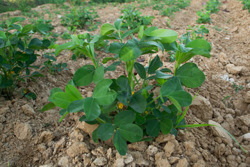 Peanuts grow from the ground with lush foliage.