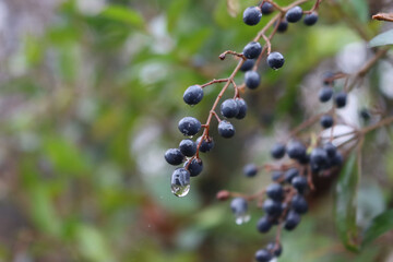 Boxwood branch with green leaves and blue berries with rain drops in the garden. Buxus family