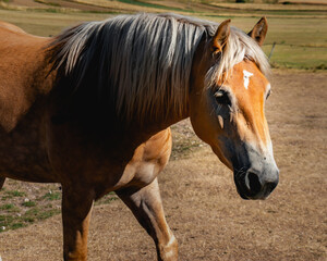 Obraz premium portrait of a horse
