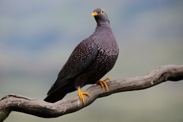 OLIVE PIGEON aka RAMERON PIGEON (Columba arquatrix) photographed at Giant's Cup Wilderness, Kwazulu Natal, South Africa