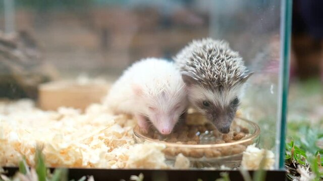 Dwarf hedgehog on ground with blur background

