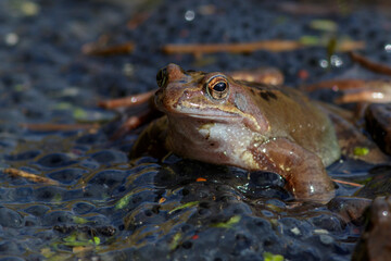 Grasfrosch (Rana temporaria)