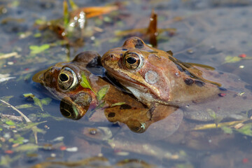 Grasfrösche (Rana temporaria)