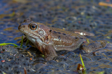 Grasfrosch (Rana temporaria)