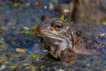 Grasfrosch (Rana temporaria)