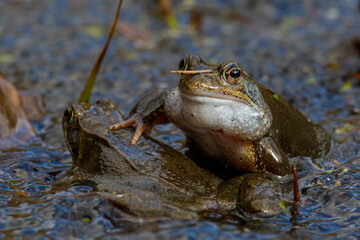 Grasfrösche (Rana temporaria)
